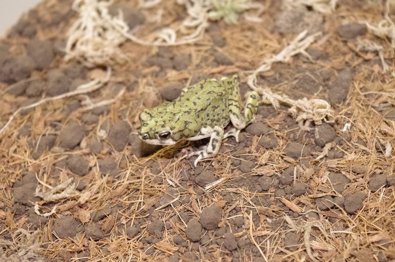 ガーデニングのようなテラリウムで飼いたいカエル Pet Shop R B 飼育繁殖日誌